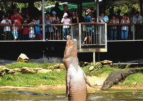 Crocodylus Park - Queensland Tourism 2