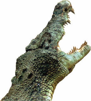 Crocodylus Park - Queensland Tourism 3