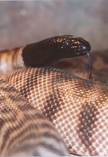 Armadale Reptile & Wildlife Centre - QLD Tourism 4