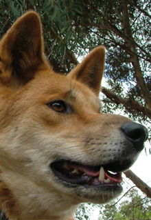 Armadale Reptile & Wildlife Centre - QLD Tourism 5