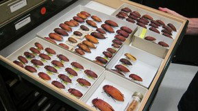 Western Australian Museum - QLD Tourism 1