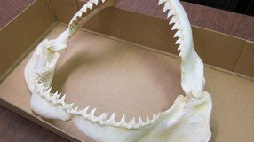 Western Australian Museum - QLD Tourism 2