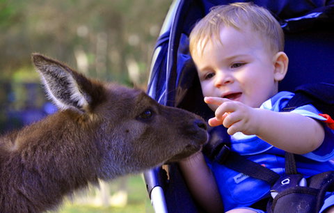 Australian Reptile Park - QLD Tourism 6