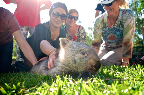 Australian Reptile Park - QLD Tourism 10
