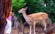 Birdland Animal Park - thumb 4