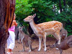 Birdland Animal Park - QLD Tourism 4
