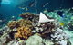 Reef HQ Great Barrier Reef Aquarium - thumb 3