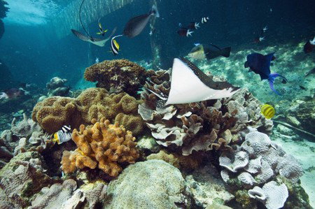 Reef HQ Great Barrier Reef Aquarium - QLD Tourism 3