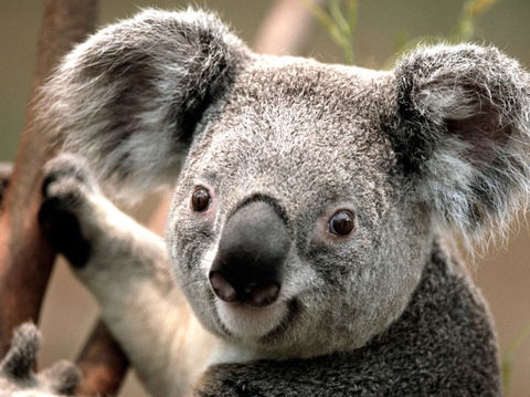 Potoroo Palace - QLD Tourism 0