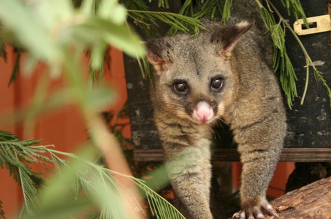 Potoroo Palace - QLD Tourism 3
