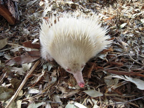 Potoroo Palace - QLD Tourism 4