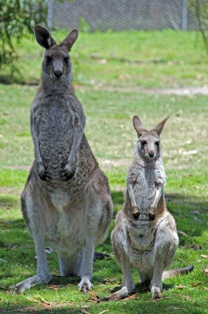 Potoroo Palace - QLD Tourism 5