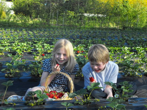 Blue Hills Berries & Cherries - QLD Tourism 0