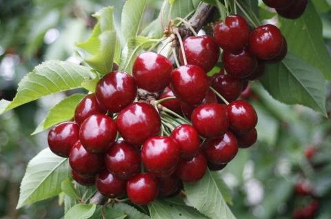 Blue Hills Berries & Cherries - QLD Tourism 2