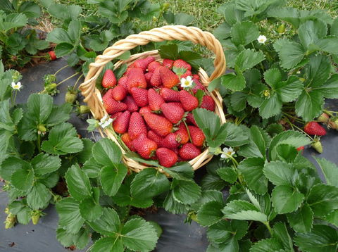 Blue Hills Berries & Cherries - QLD Tourism 3