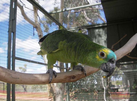 Darling Downs Zoo - QLD Tourism 1