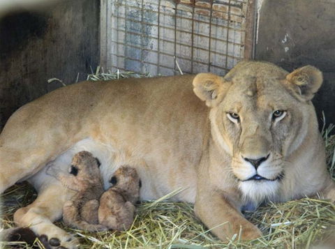 Darling Downs Zoo - QLD Tourism 2