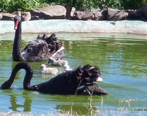 Darling Downs Zoo - QLD Tourism 3