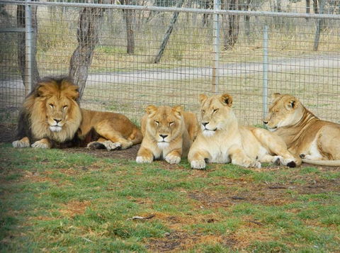 Darling Downs Zoo - QLD Tourism 4