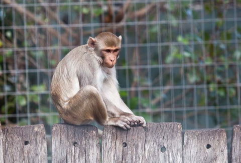 Darling Downs Zoo - QLD Tourism 5