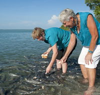 Aquascene Fish Feeding Sanctuary - Queensland Tourism