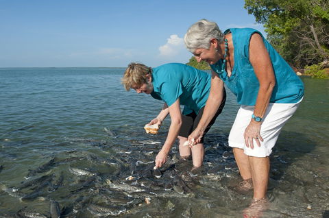 Aquascene Fish Feeding Sanctuary - QLD Tourism 0
