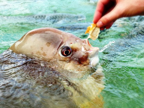 Aquascene Fish Feeding Sanctuary - QLD Tourism 1