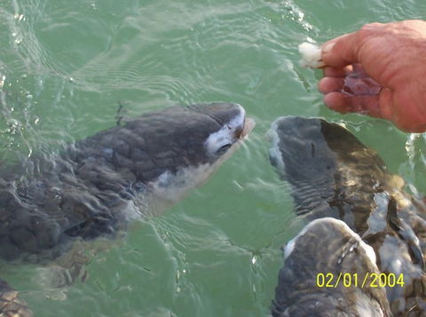Aquascene Fish Feeding Sanctuary - QLD Tourism 2