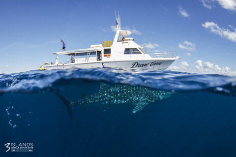Three Islands Whale Shark Dive - Queensland Tourism 4