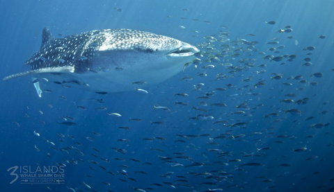 Three Islands Whale Shark Dive - Queensland Tourism 5