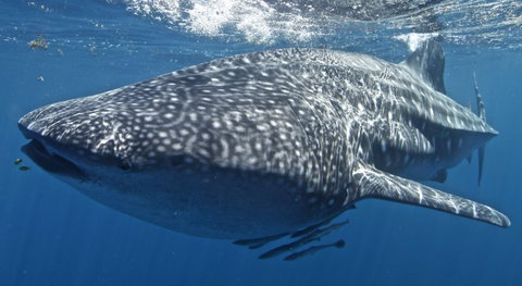 Three Islands Whale Shark Dive - Queensland Tourism 7