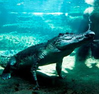 WILD LIFE Sydney Zoo - QLD Tourism