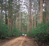 Boranup Drive - Queensland Tourism