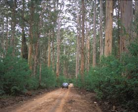 Boranup Drive - QLD Tourism 0