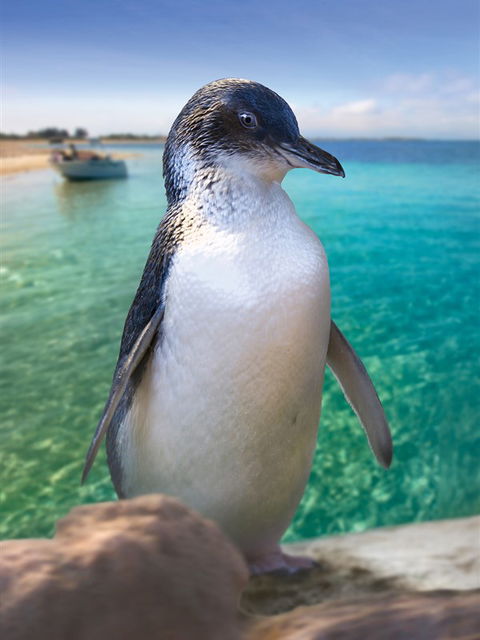 Penguin Island - QLD Tourism 0