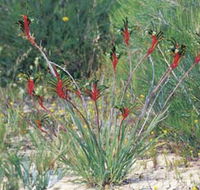 Kalbarri Wildflower Centre - QLD Tourism