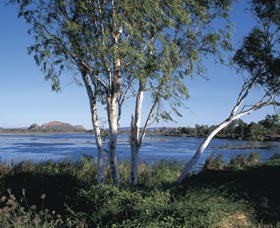 Celebrity Tree Park - Queensland Tourism 0