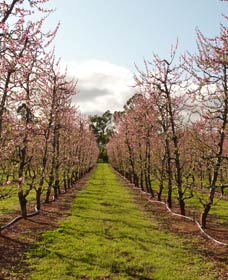 Raeburn Orchards - Queensland Tourism 0