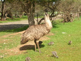Minlaton SA QLD Tourism