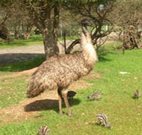 Minlaton Fauna Park - QLD Tourism