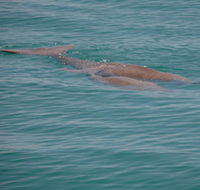 Dugongs - Queensland Tourism