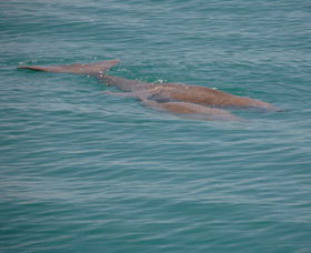 Dugongs - Queensland Tourism 0