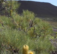 Lesueur Walk Trail Mount Lesueur - Queensland Tourism