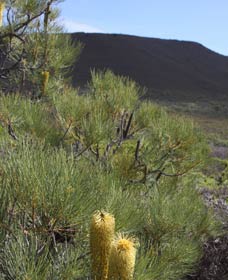 Lesueur Walk Trail, Mount Lesueur - Queensland Tourism 0