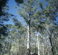 Diamond Tree Lookout Manjimup - QLD Tourism