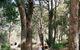 Law Trail And Lotterywest Federation Walkway, Kings Park - thumb 0