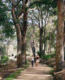Law Trail And Lotterywest Federation Walkway, Kings Park - Queensland Tourism 0