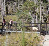Forest Path Crooked Brook - Queensland Tourism