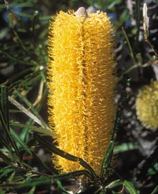 Moore River National Park - Queensland Tourism 0