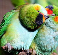 Rainbow Jungle - The Australian Parrot Breeding Centre - QLD Tourism
